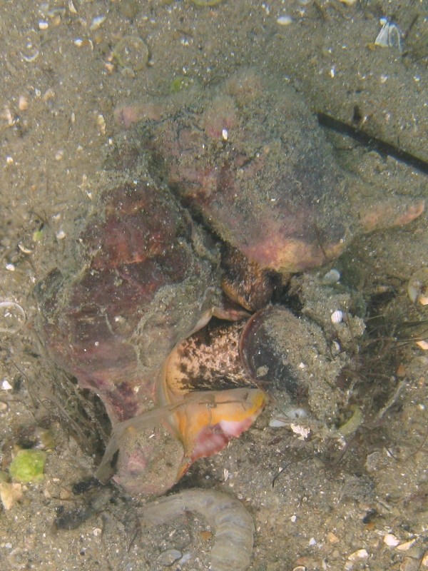 Muggia: aiuto identificazioni